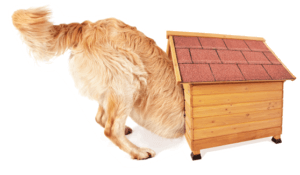 GRC IoD Blog Dog House Graphic